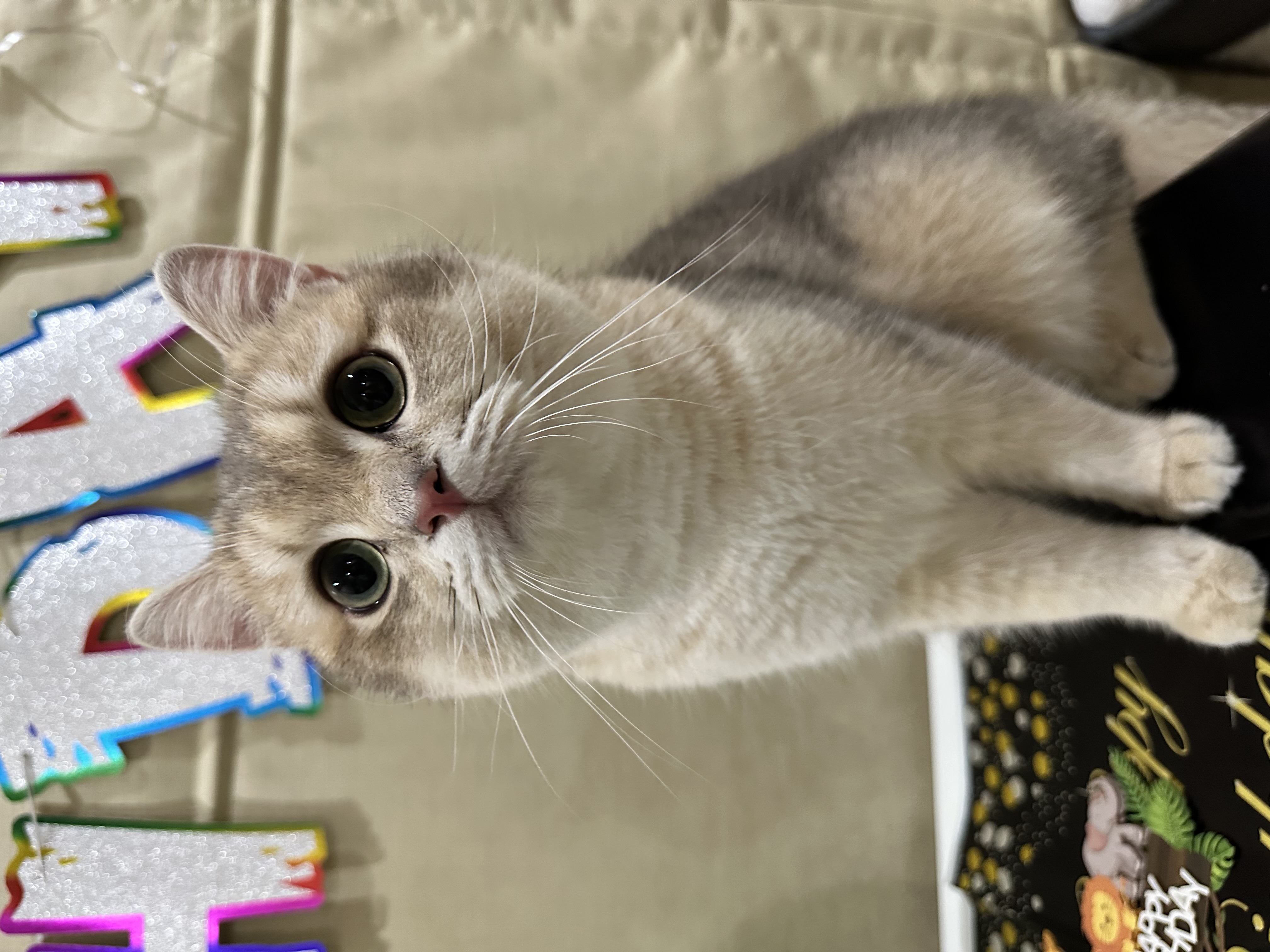 June’s Whitecamellia DIMO